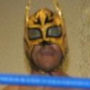 Lince Dorado