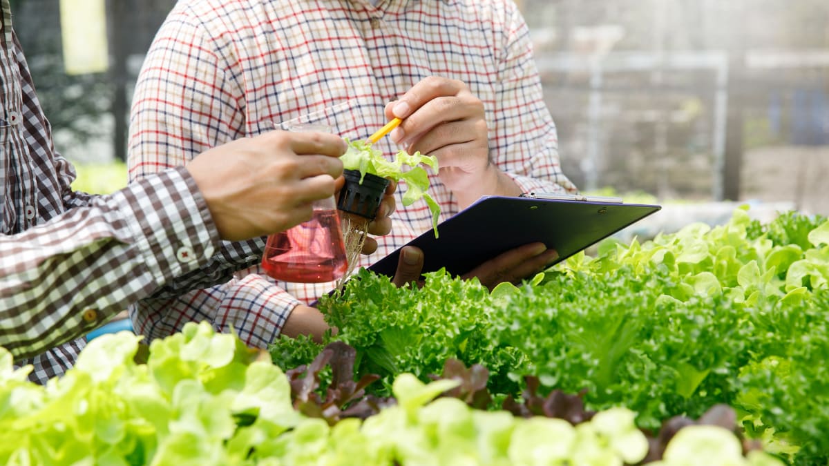 Two people inspecting a plant