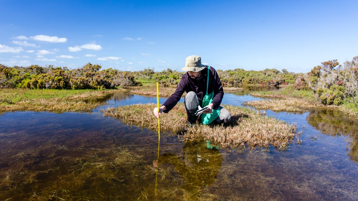 an environmental scientist studying water conditions in wetlands
