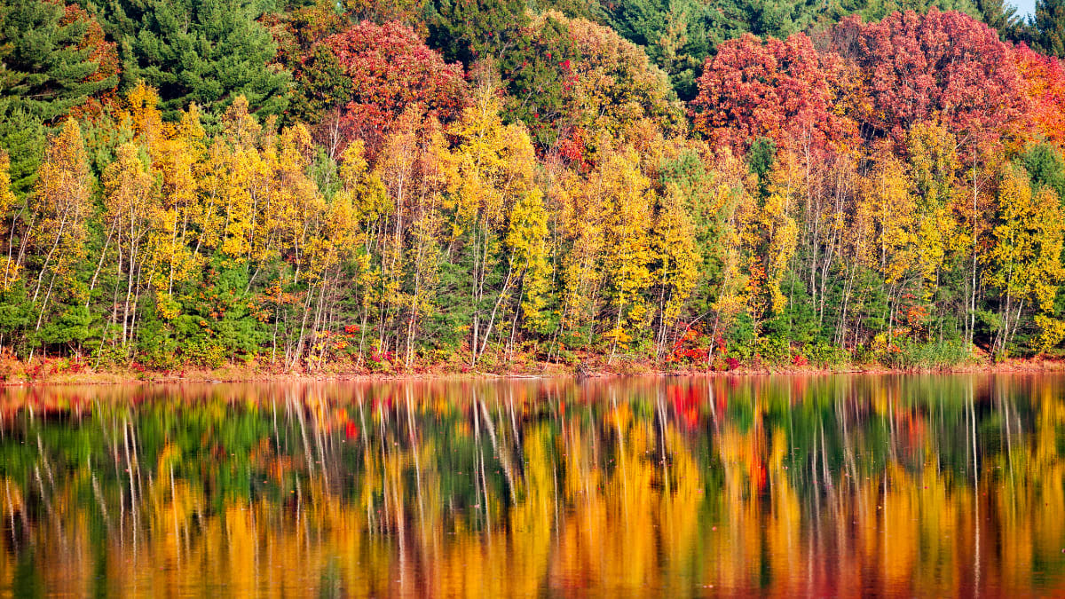 fall foliage by Princeton University