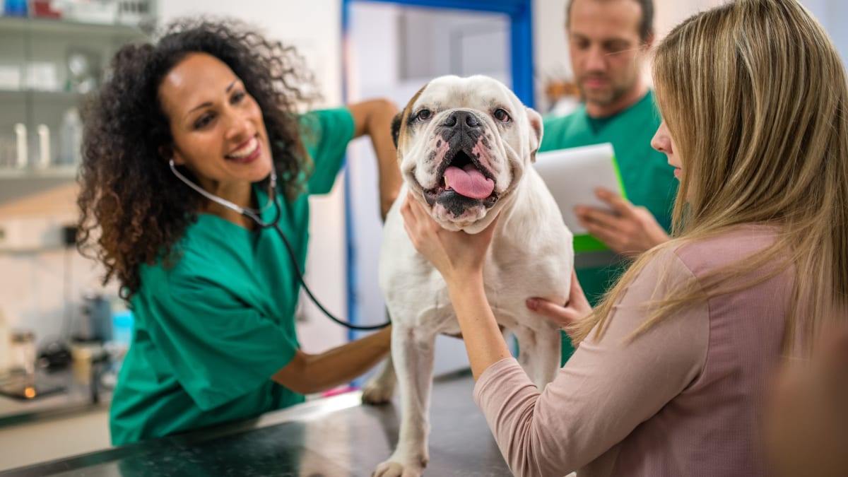 veterinarian at work
