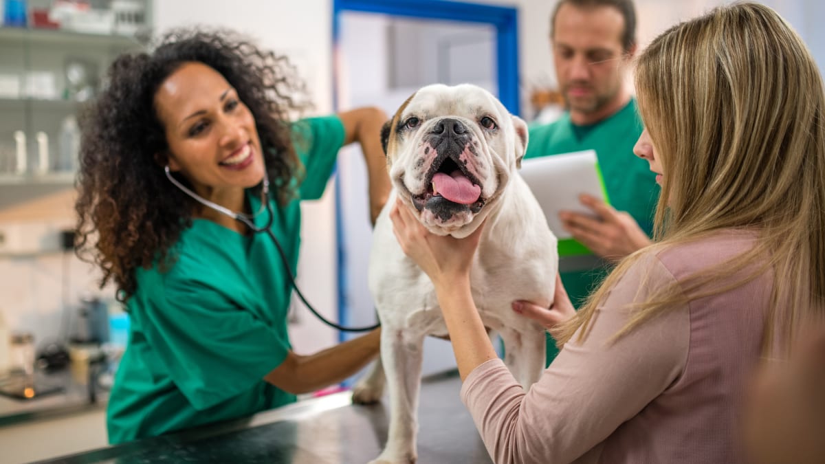 veterinarian performing examination of a dog
