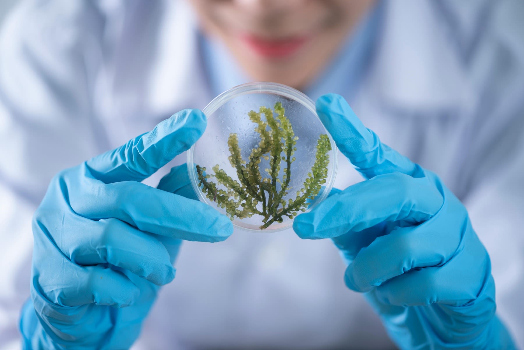 A biologist examining a plant on a glass