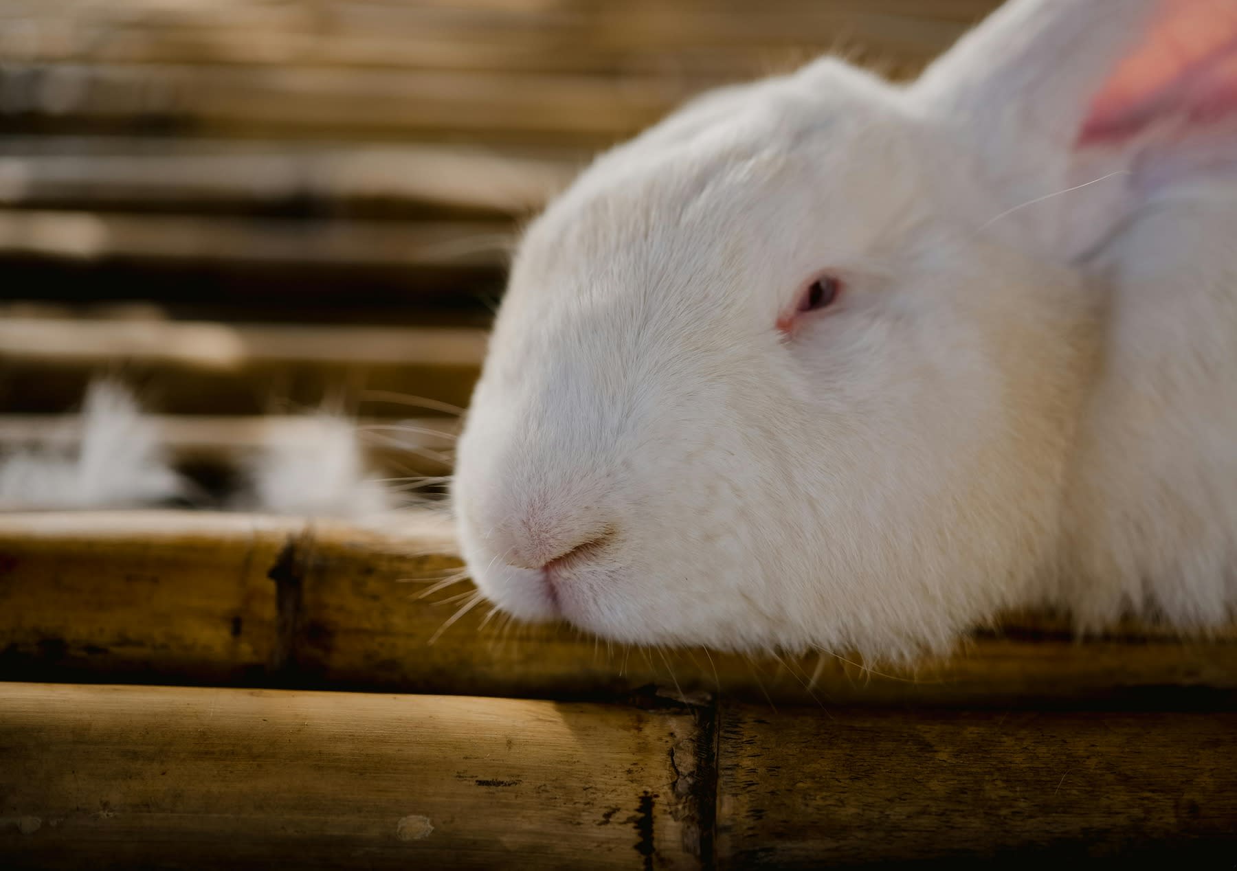White rabbit on a wooden table