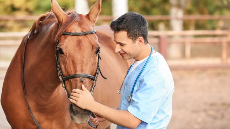 What's the difference between a Bachelor of Veterinary Medicine, Bachelor  of Veterinary Medicine and Surgery, and a Bachelor of Veterinary Science? |  Academic Influence