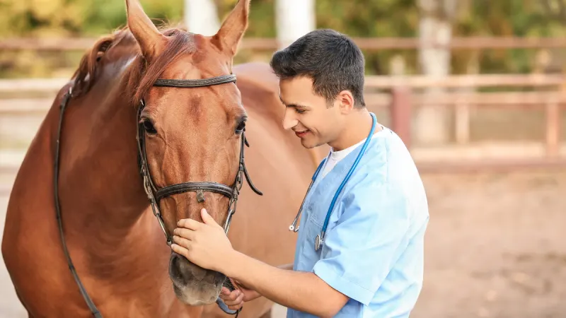 What’s the difference between a Bachelor of Veterinary Medicine, Bachelor of Veterinary Medicine and Surgery, and a Bachelor of Veterinary Science?